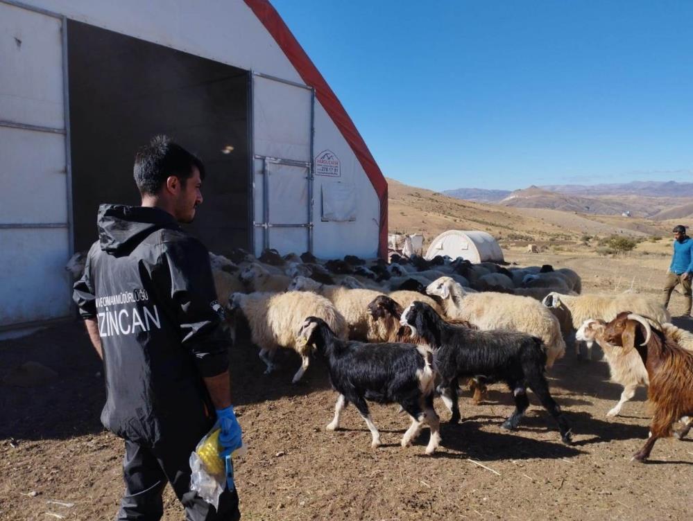 Arazisini düşük maliyetle sulamak için tarlasına güneş enerjisi kurdu