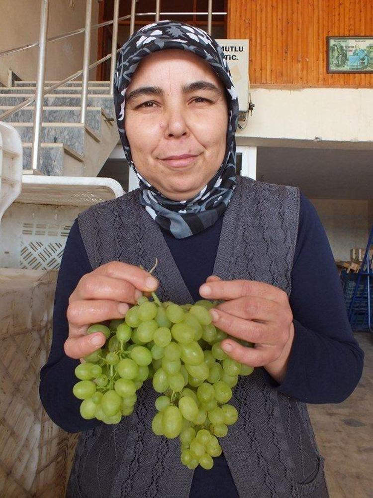 Mersin De Z M Hasad Ba Lad Te Fiyat Ya Am Haberleri