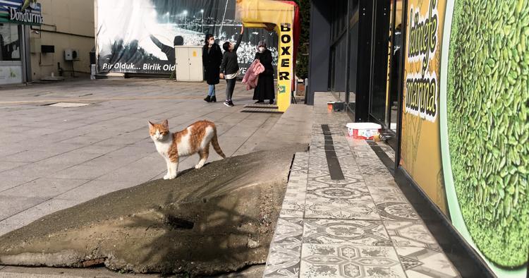 Salgın sürecinde kapalı kalan kafeterya sokak kedilerine yuva oldu