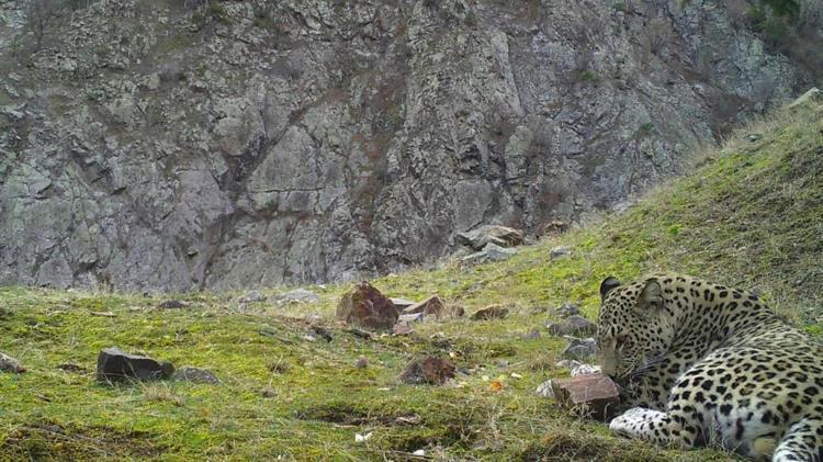 Anadolu Parsı nın görüntülendiği 4 ilden biri ortaya çıktı SON DAKİKA