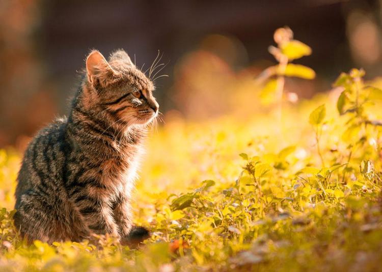 Rüyada ölü kedi görmek ne anlama gelir Neye yorumlanır neye işarettir