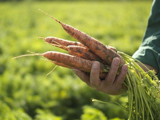 “Organik tarım” hakkında ne kadar biliyorsunuz