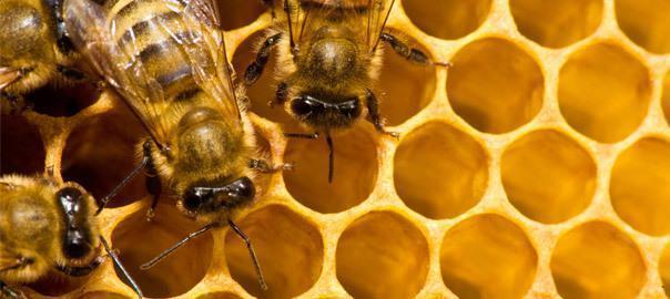 Arılardan gelen sağlık mucizesi