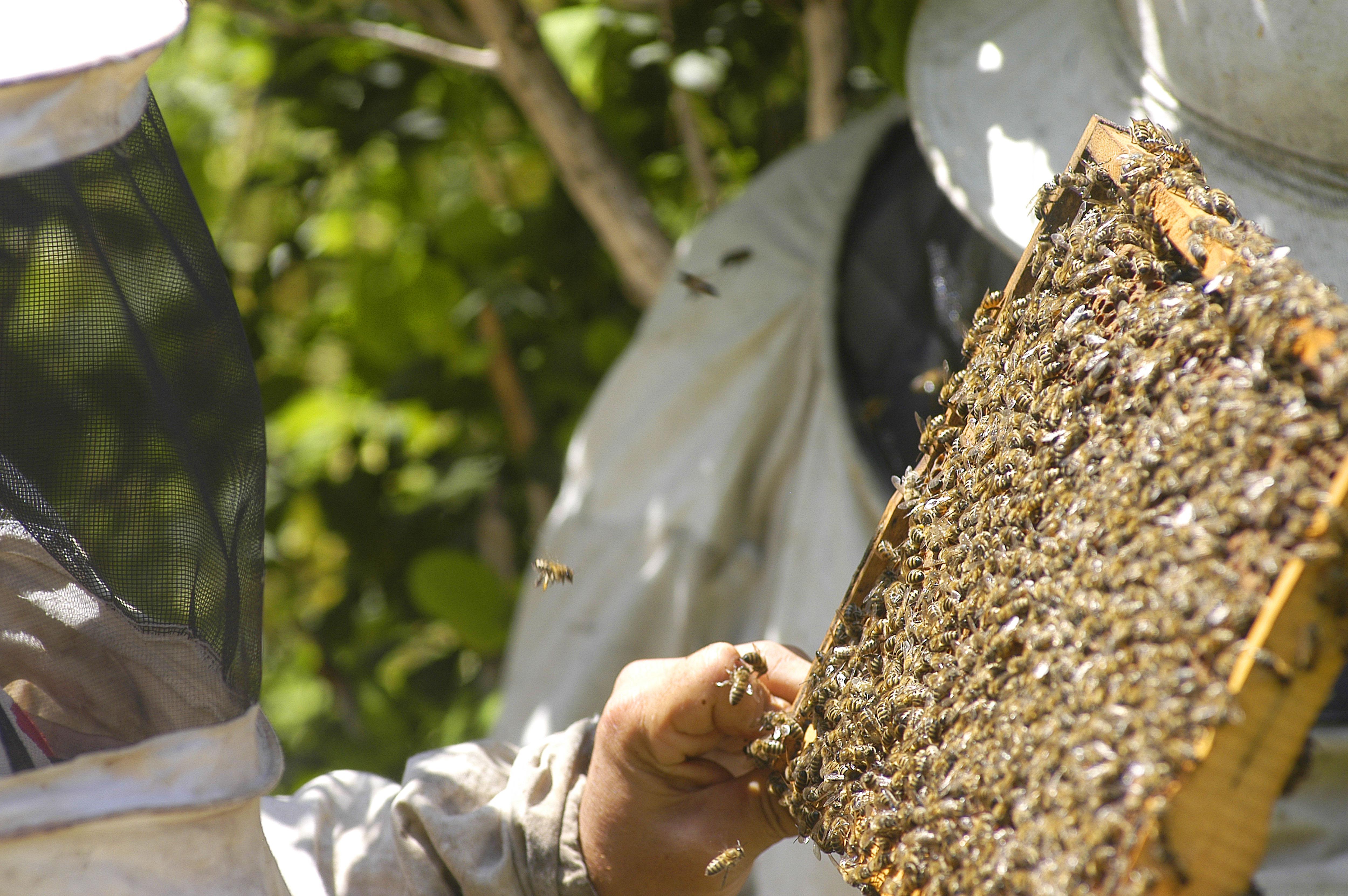 Sağlık için bal arılarının izinde...