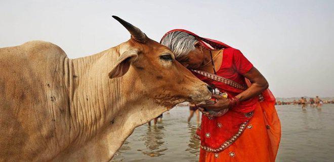 Hindistanda inek kestiği iddia edilen Müslüman linç edildi