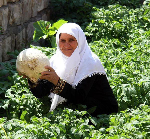 Kayseride yaşlı kadın bahçesinde devasa mantar buldu