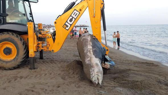 Antalyada şok görüntü 4 metrelik balina karaya vurdu