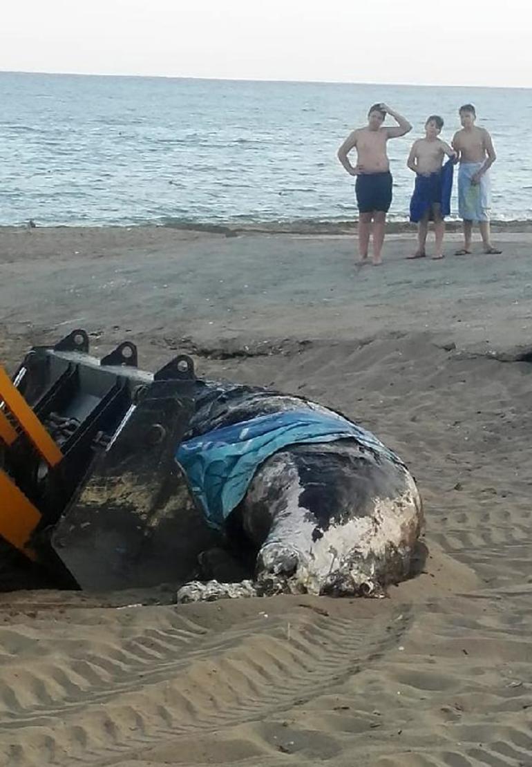 Antalyada şok görüntü 4 metrelik balina karaya vurdu