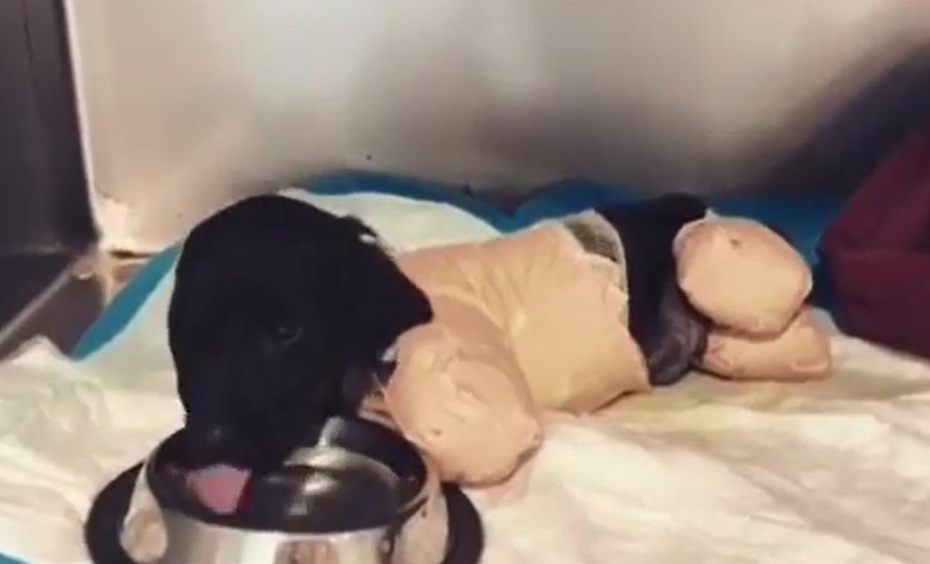 Vahşice bacakları kesilen yavru köpek kurtarılamadı