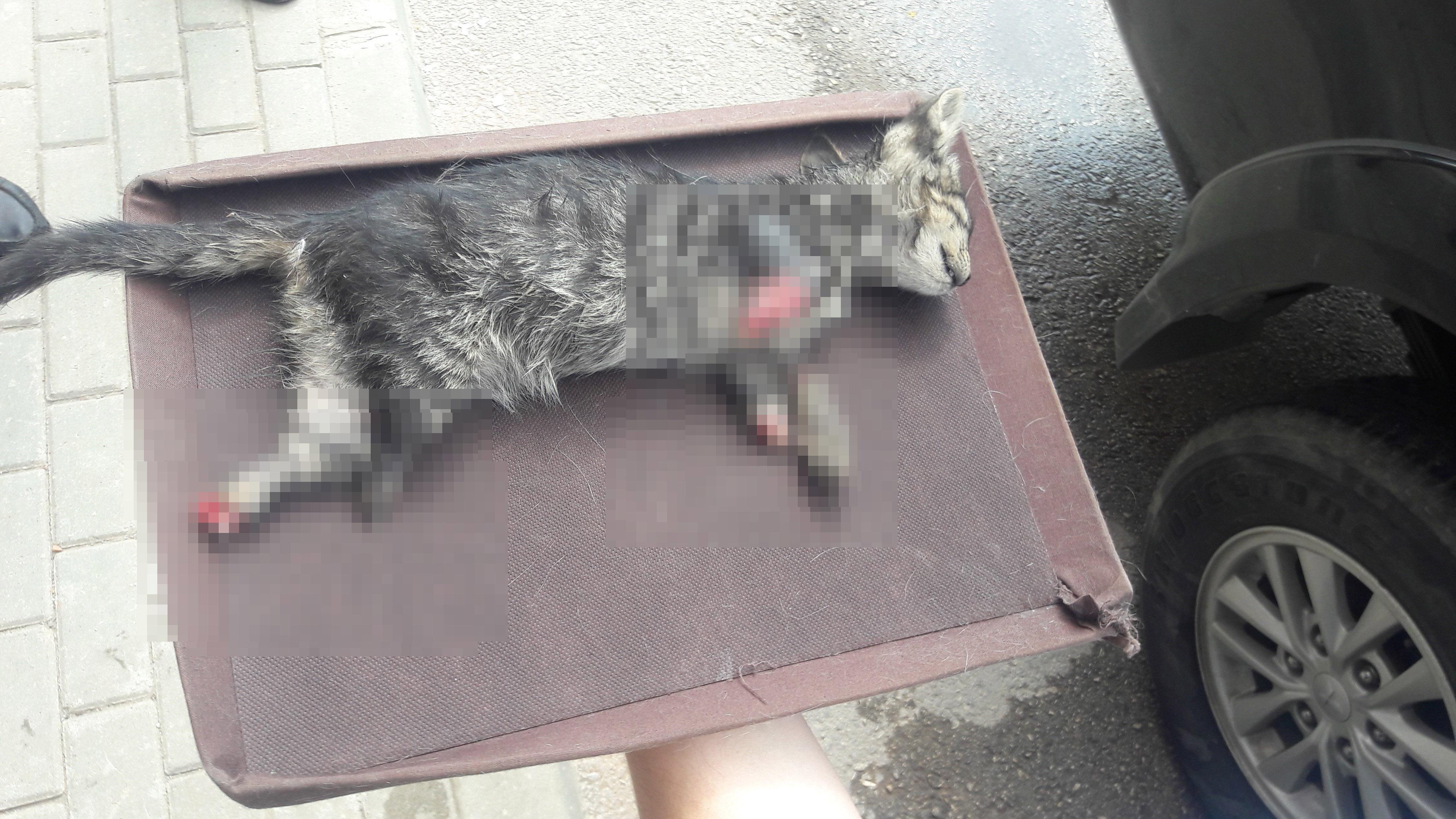 Bursada 4 ayağı kesilmiş yavru kedi ölüsü bulundu