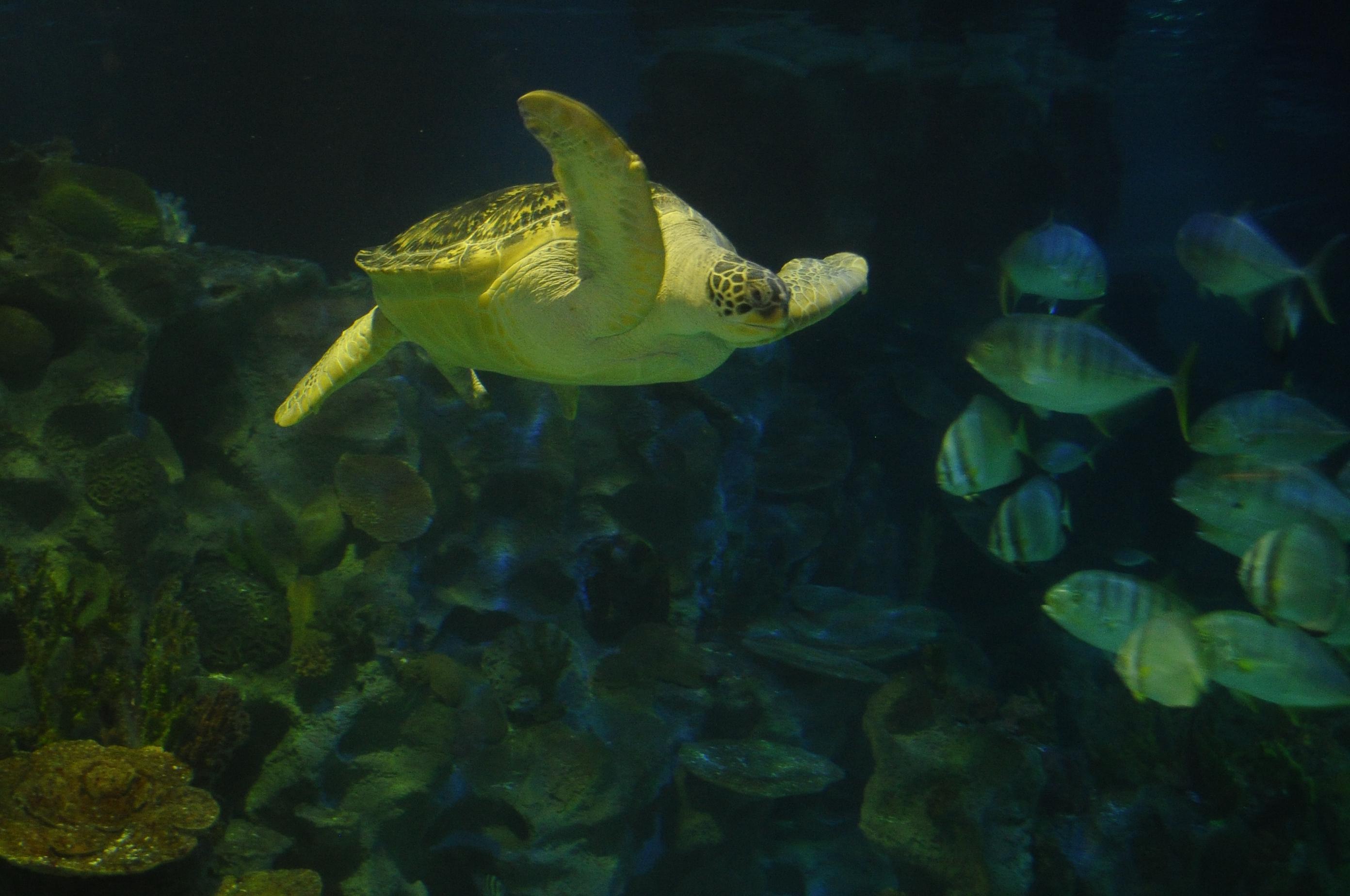 Avrupa akvaryumlarındaki en büyük deniz kaplumbağası Iggy İstanbulda