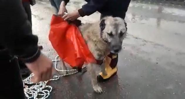 Erzurumda selde mahsur kalan köpeği itfaiye kurtardı