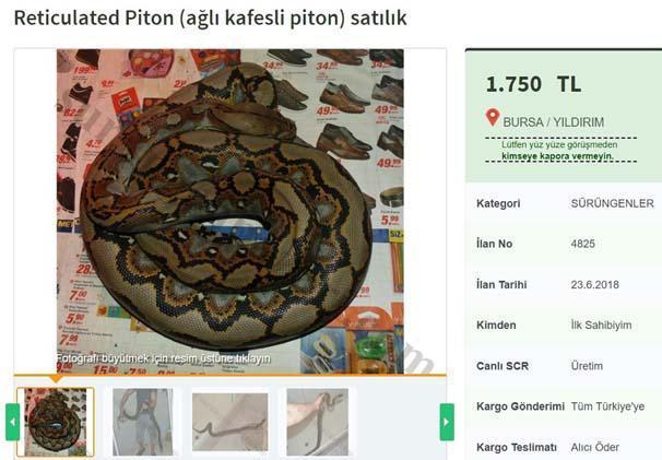 İnternetteki sahibinden satılık yılan ilanı görenleri şoke etti