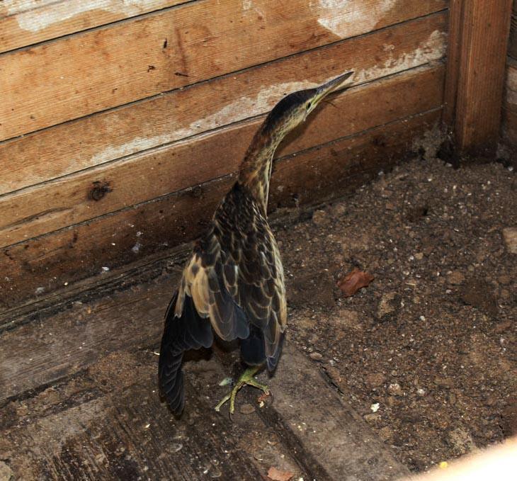 Nesli tükenen Hint gölet balıkçıl kuşu yaralı bulundu
