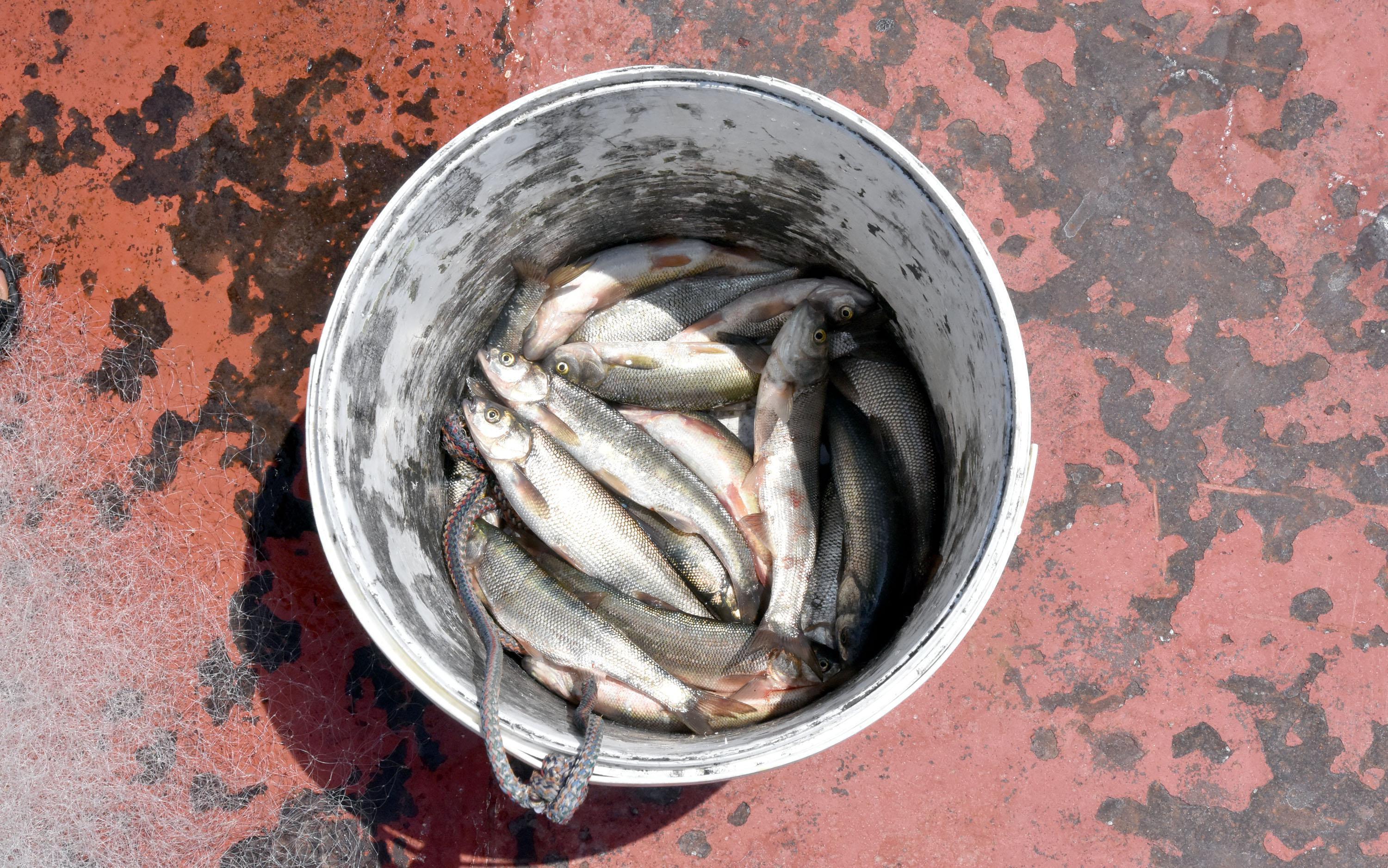Yasak bitti, balıkçılar Van Gölüne ağlarını attı