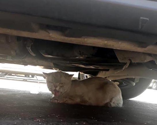 Minibüsün motorunda 80 kilometre giden kedinin sahibi: Yaşaması mucize