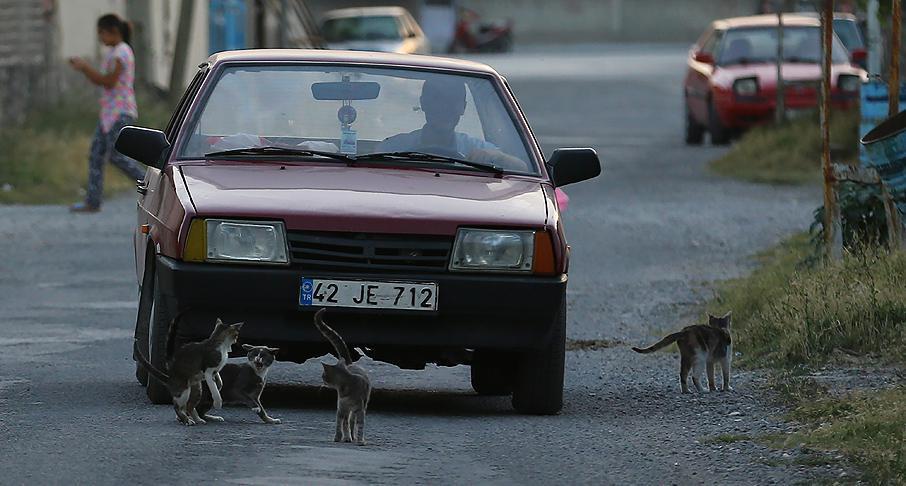 Mahallenin kedileri muhtar yolu bekliyor