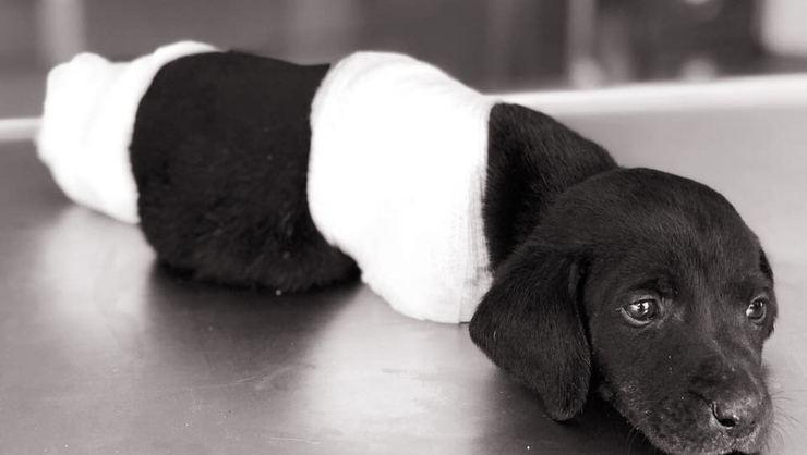 Kırklareli’nde ayağı koparılmış yavru kedi bulundu