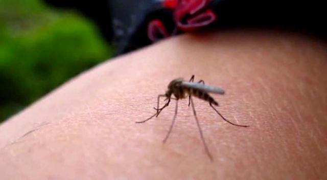 Lavanta yağıyla bebeğinizi sinek ısırıklarından koruyun