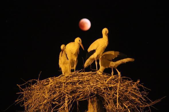 En güzel Kanlı Ay Tutulması fotoğrafları