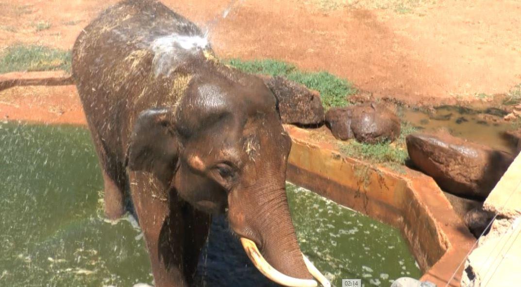 Sıcaktan etkilenen 5 tonluk filler tazyikli suyla serinletiliyor