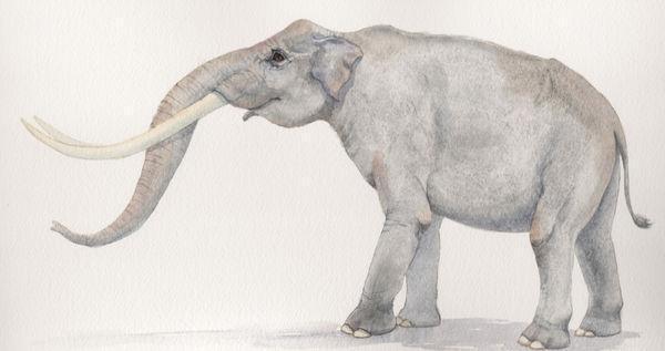Cezayirde 3 milyon yıllık fil kemiği bulundu