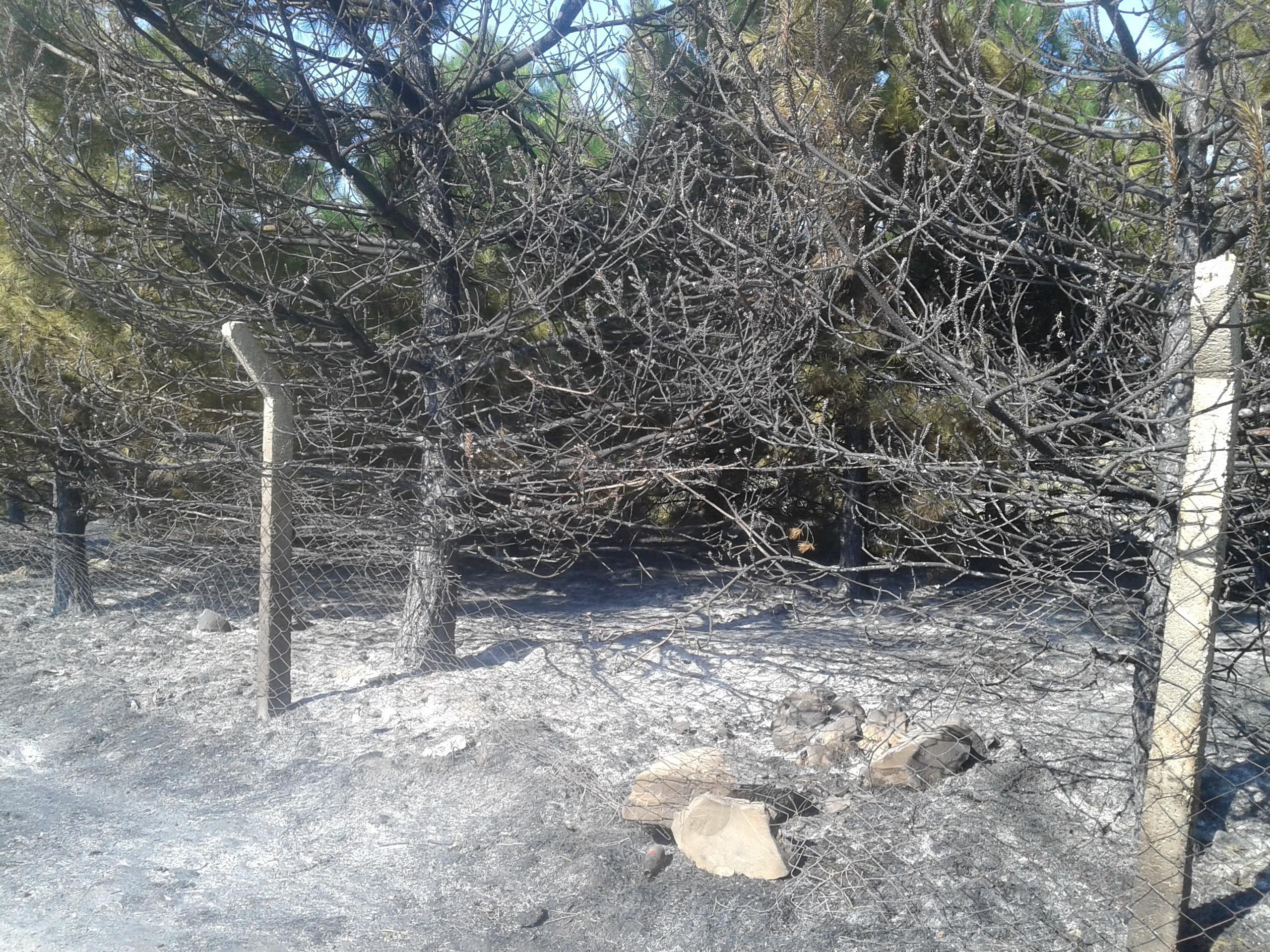 Atatürk Hatıra Ormanında yangın: 400 çam kül oldu