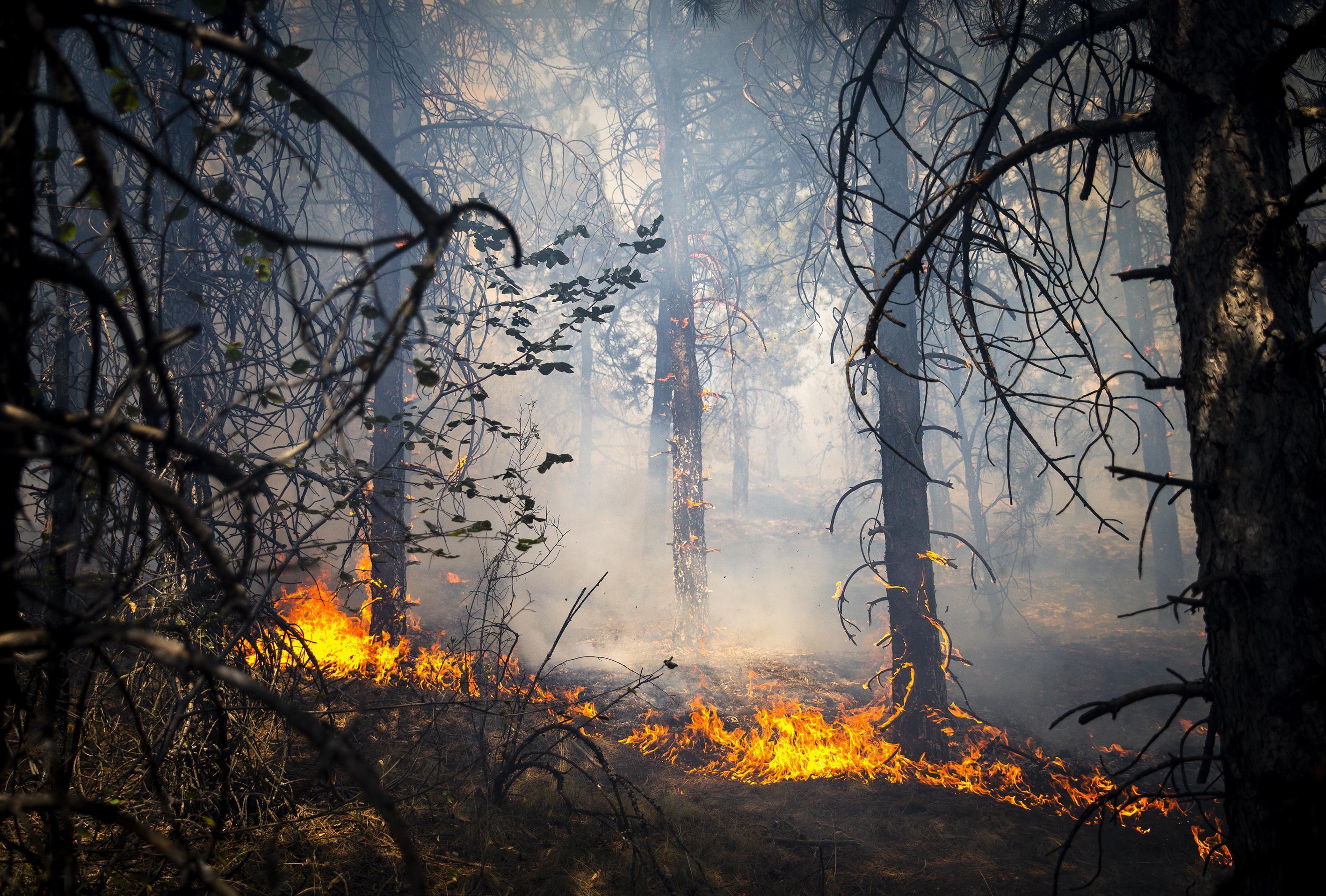 ODTÜ Ormanında yangın paniği