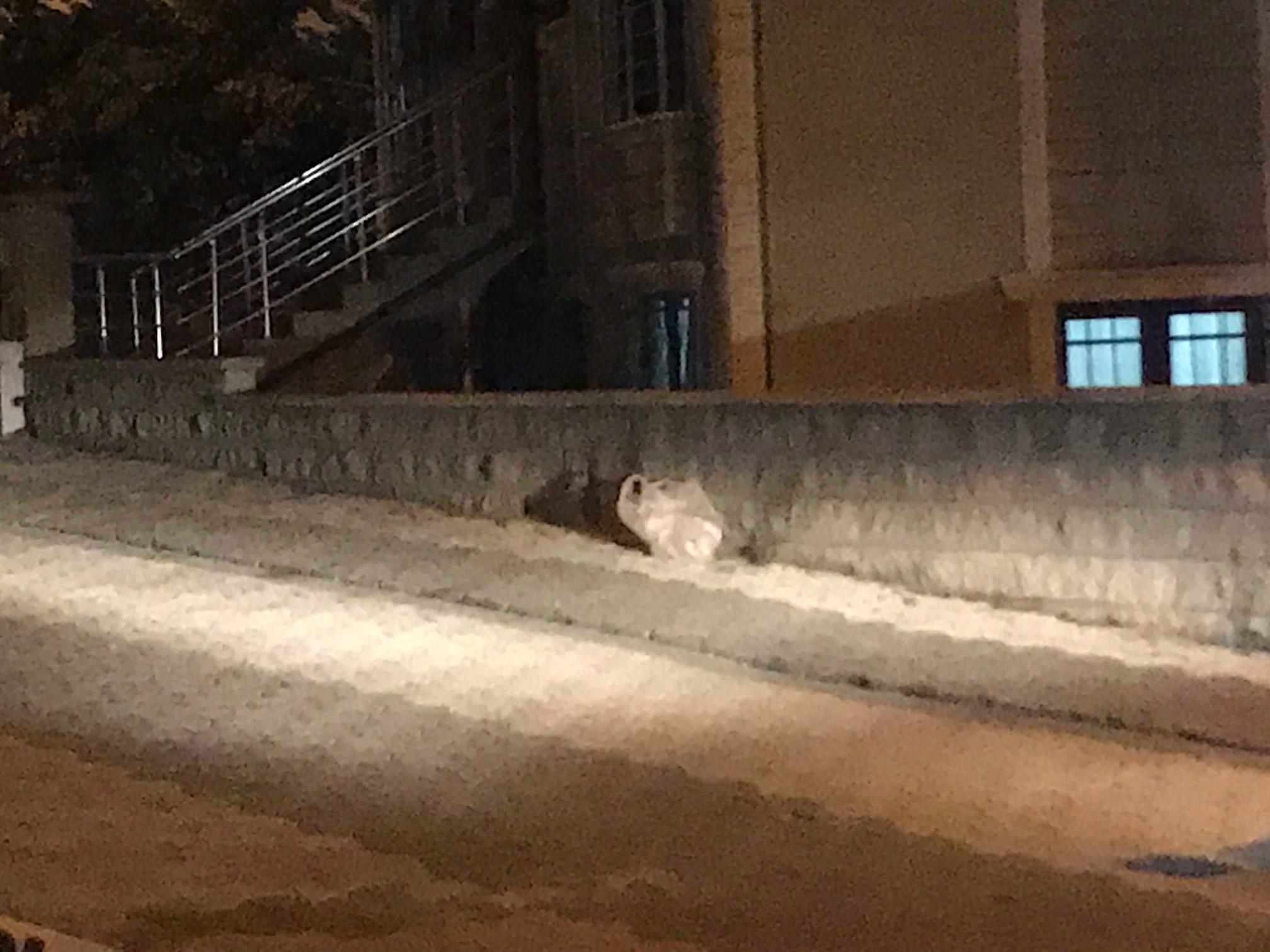 Ataşehirde sokakta 2 el bombası bulundu