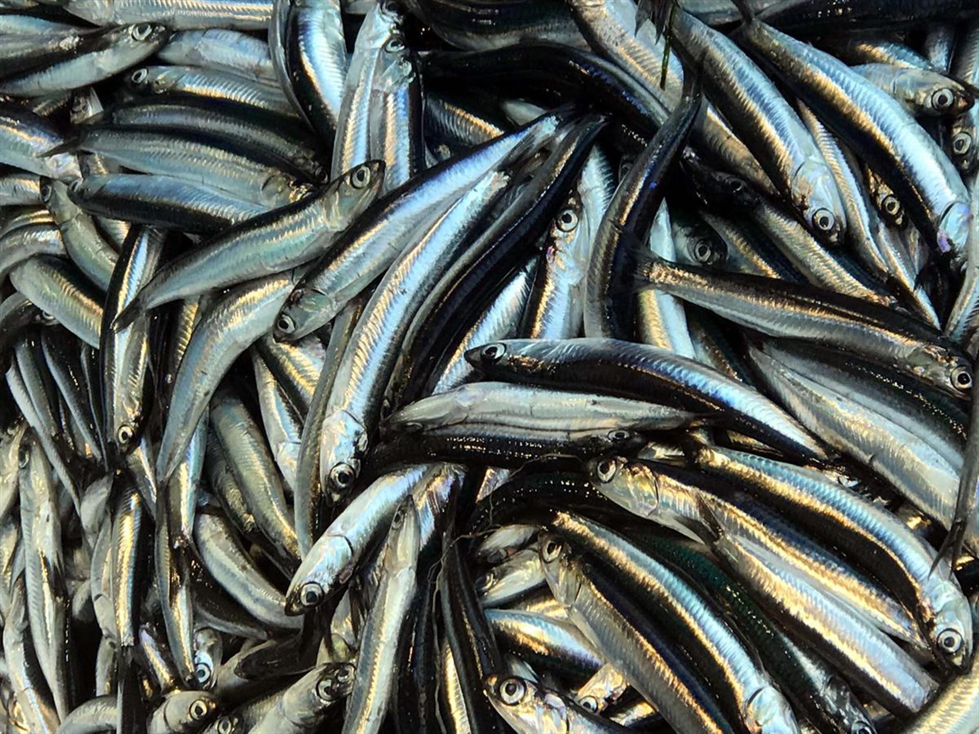 Balık kalbi besliyor: Somon, sardalya, uskumru ve ton balığı tüketin