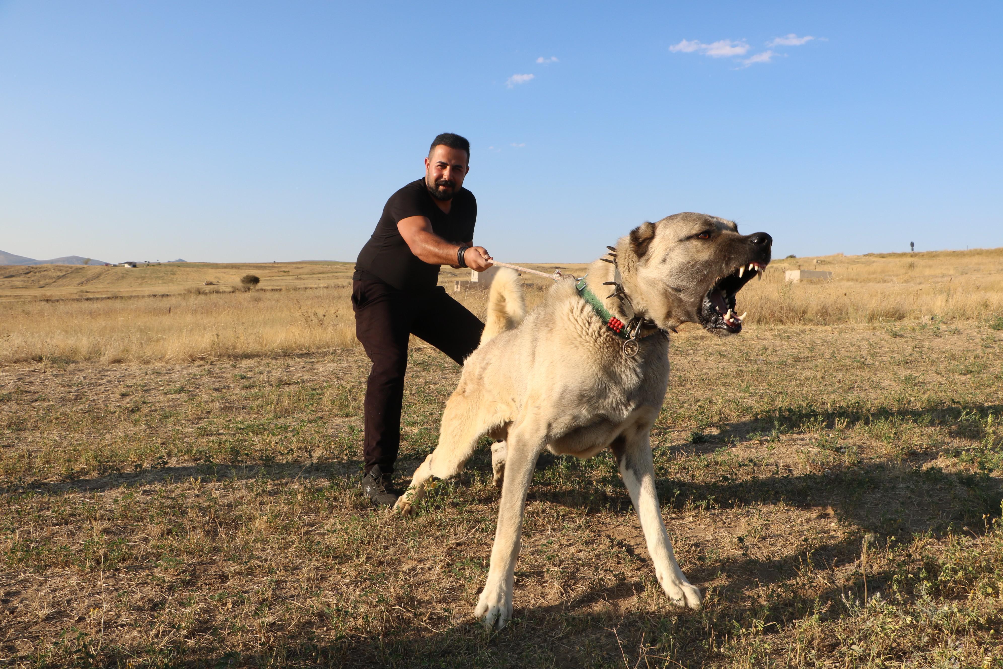 İtalyada hayvan sürülerini kurt saldırılarından Sivas Kangal köpekleri koruyacak