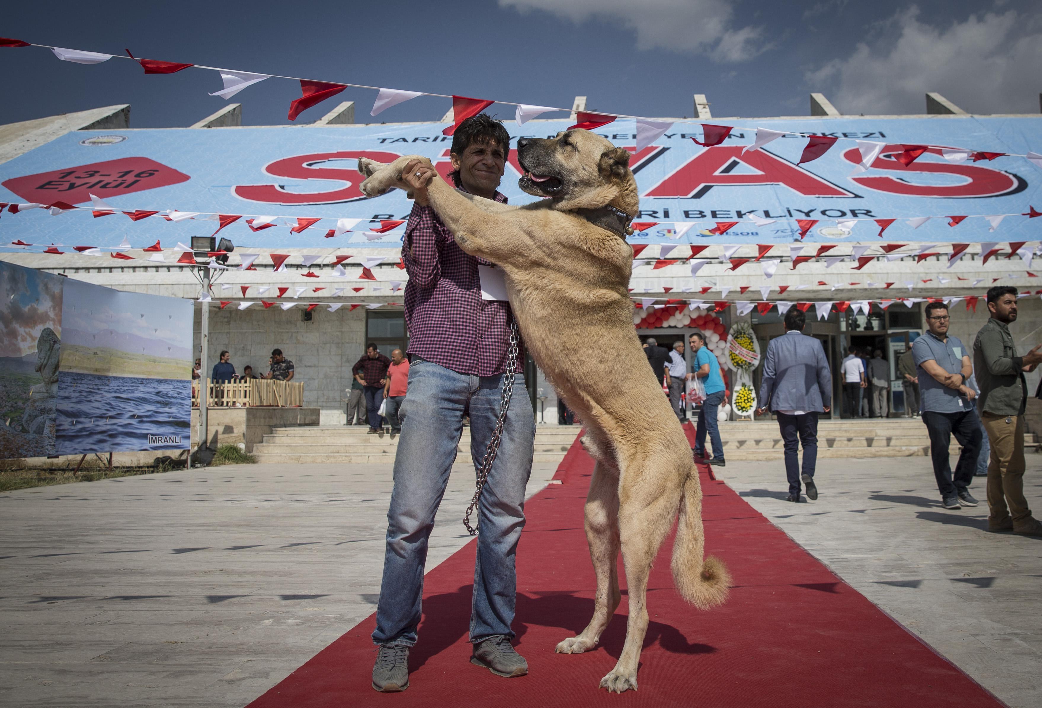 İtalyada hayvan sürülerini kurt saldırılarından Sivas Kangal köpekleri koruyacak