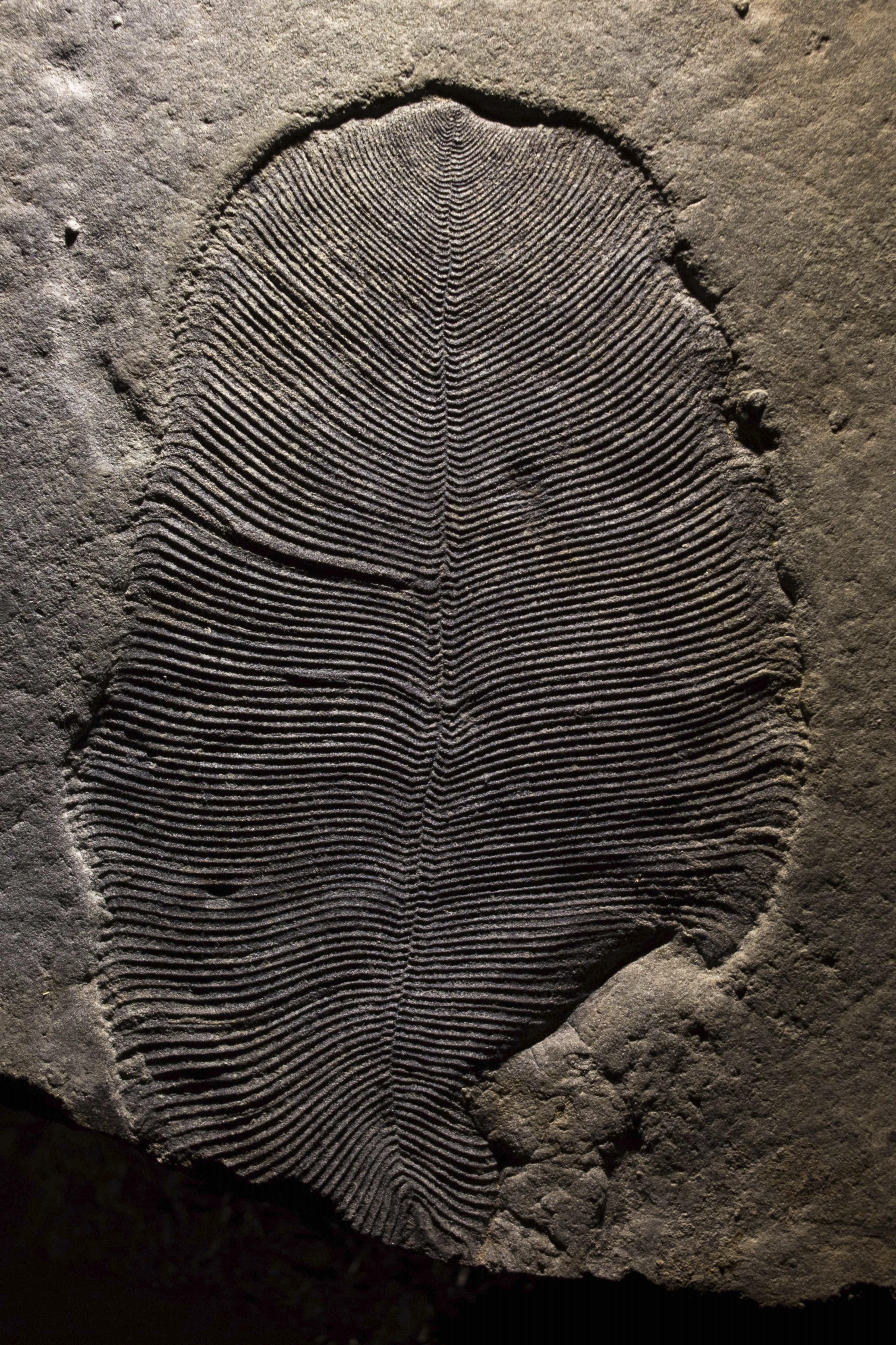 Bilinen en eski hayvan fosili Rusyada bulundu