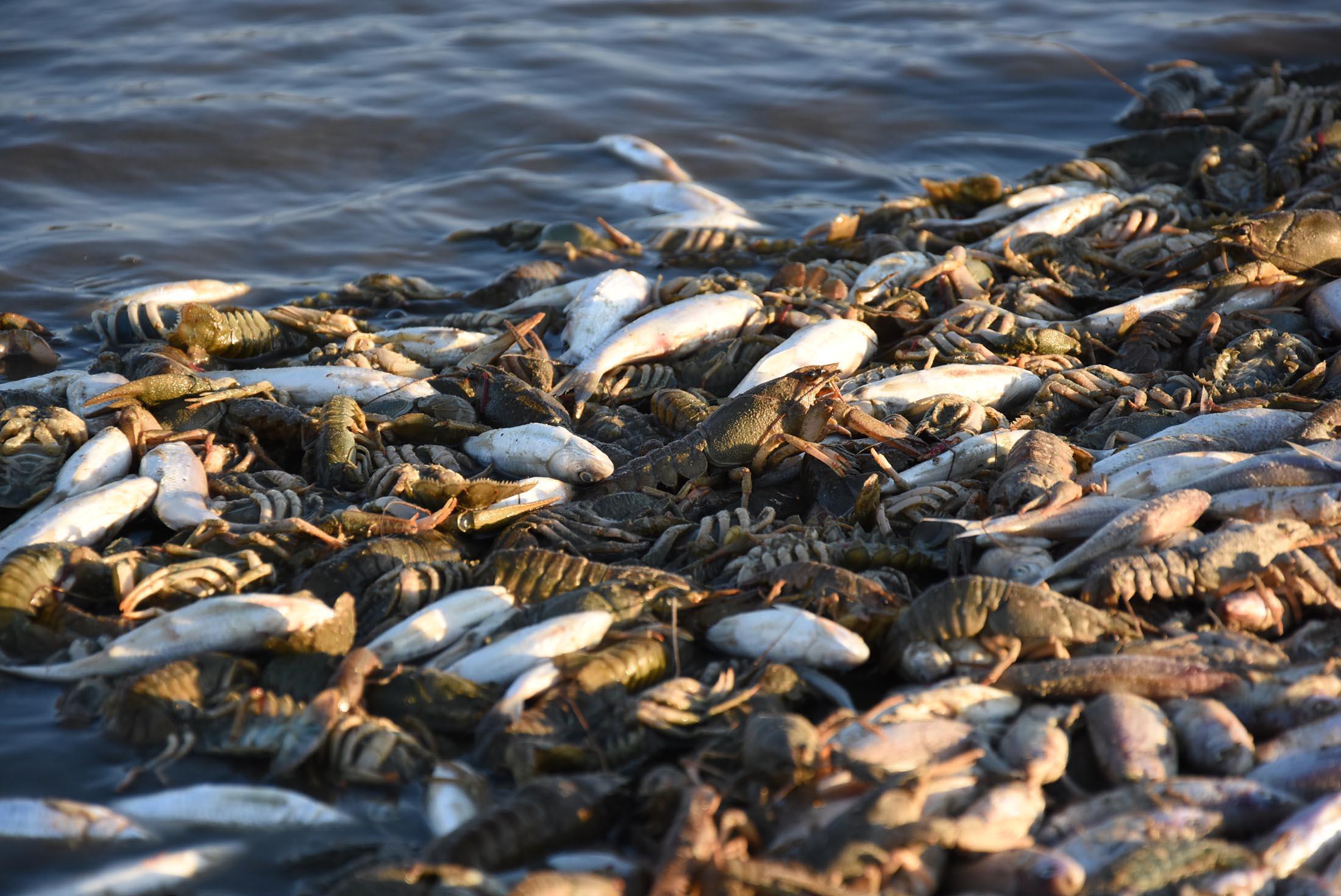 Porsuk Barajı’nda balık ve kerevit ölümleri