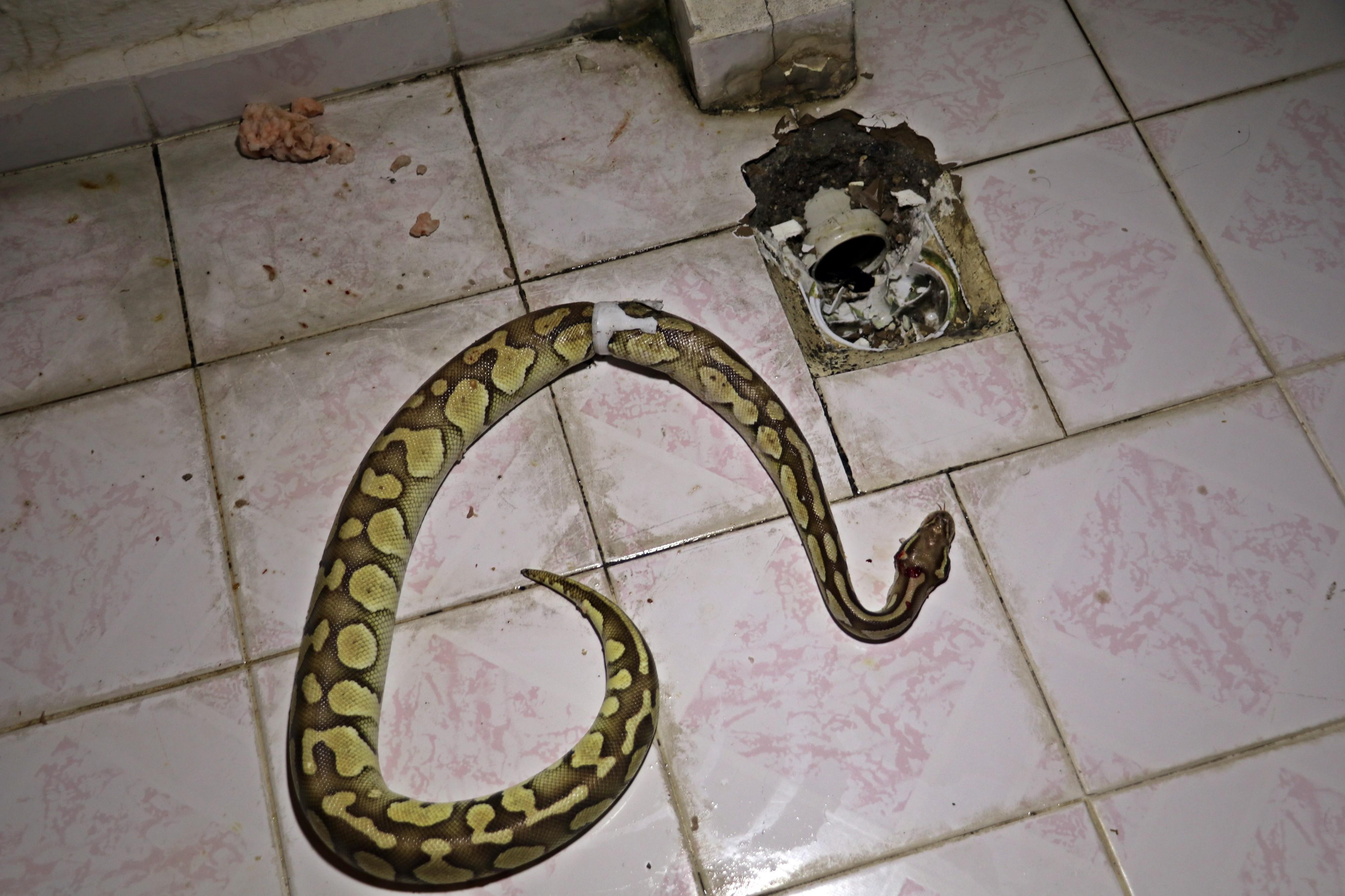 Antalya’da inanılmaz olay, balkondaki su giderinden piton yılanı çıktı