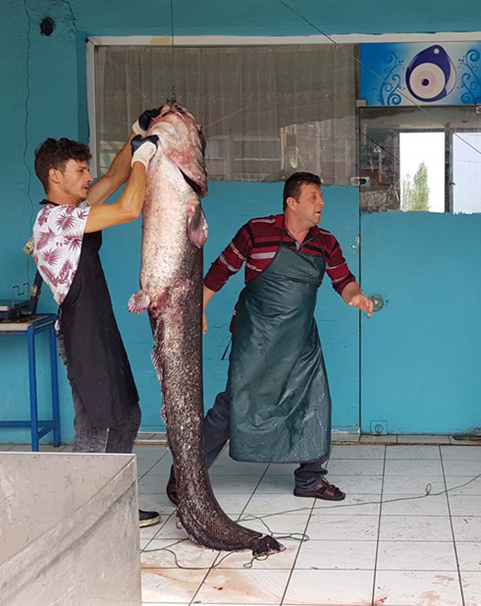 İznik Gölünde 2 metrelik yayın balığı yakalandı