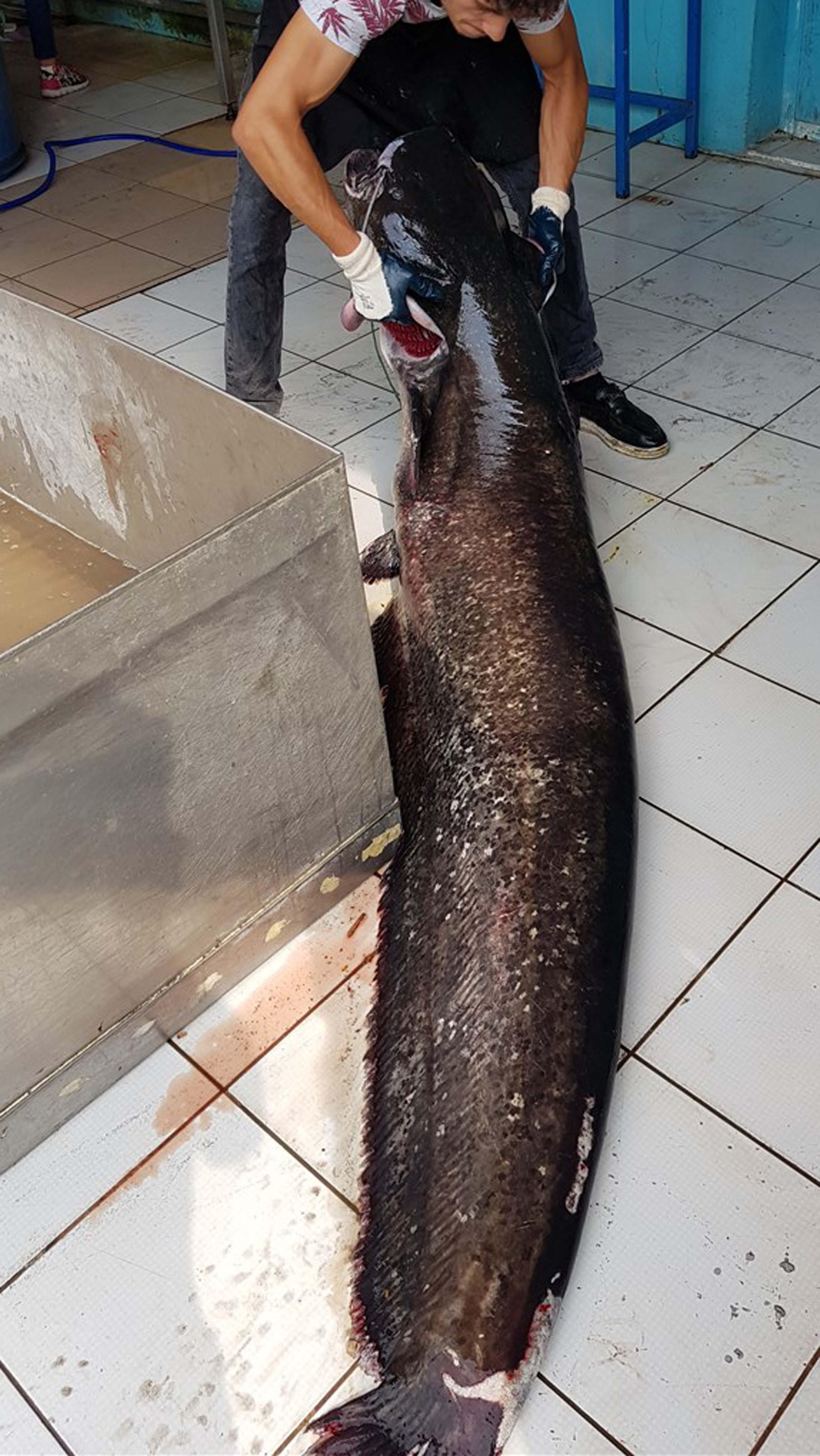 İznik Gölünde 2 metrelik yayın balığı yakalandı