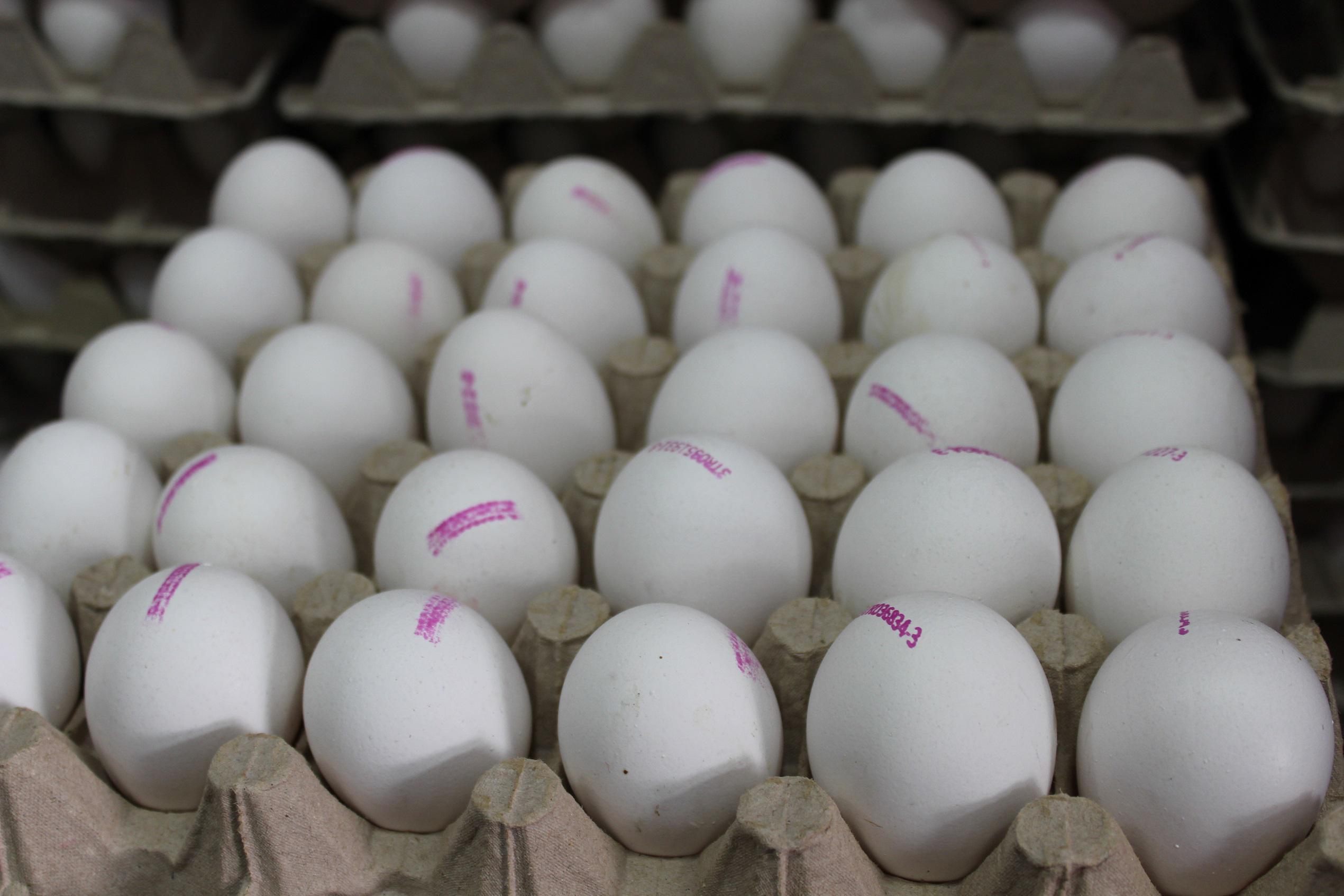 Yumurta üreticilerinden uyarı: 1 aylık yumurta stoğumuz kaldı