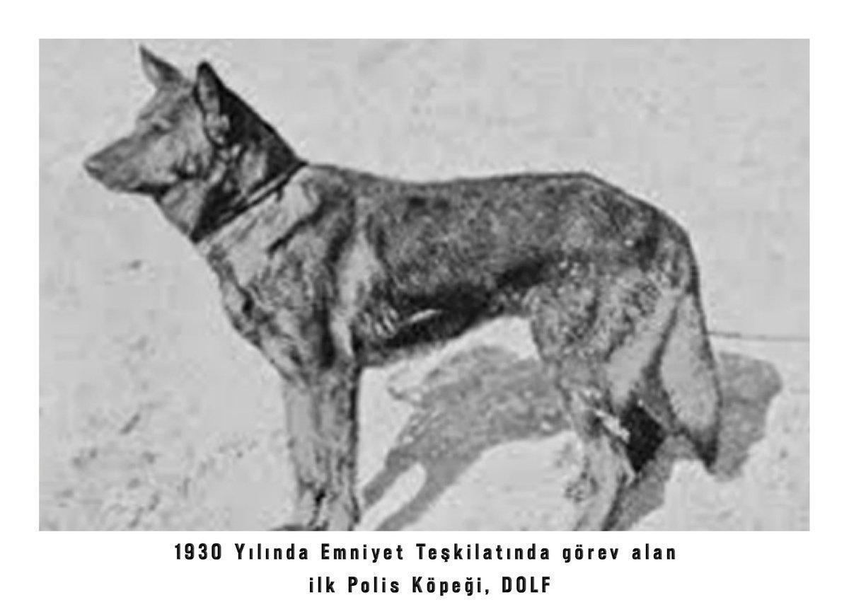 İşte ilk polis köpeği Dolf