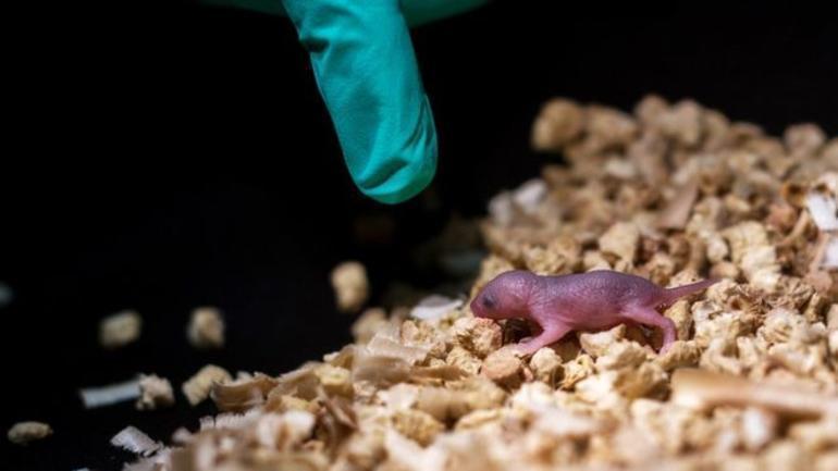 Çinli bilim insanları iki anneli yavru fare ürettiler