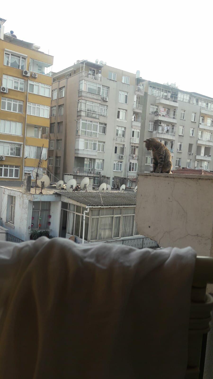 Apartmanın çatısına çıkan kedi 20 gündür kurtarılmayı bekliyor