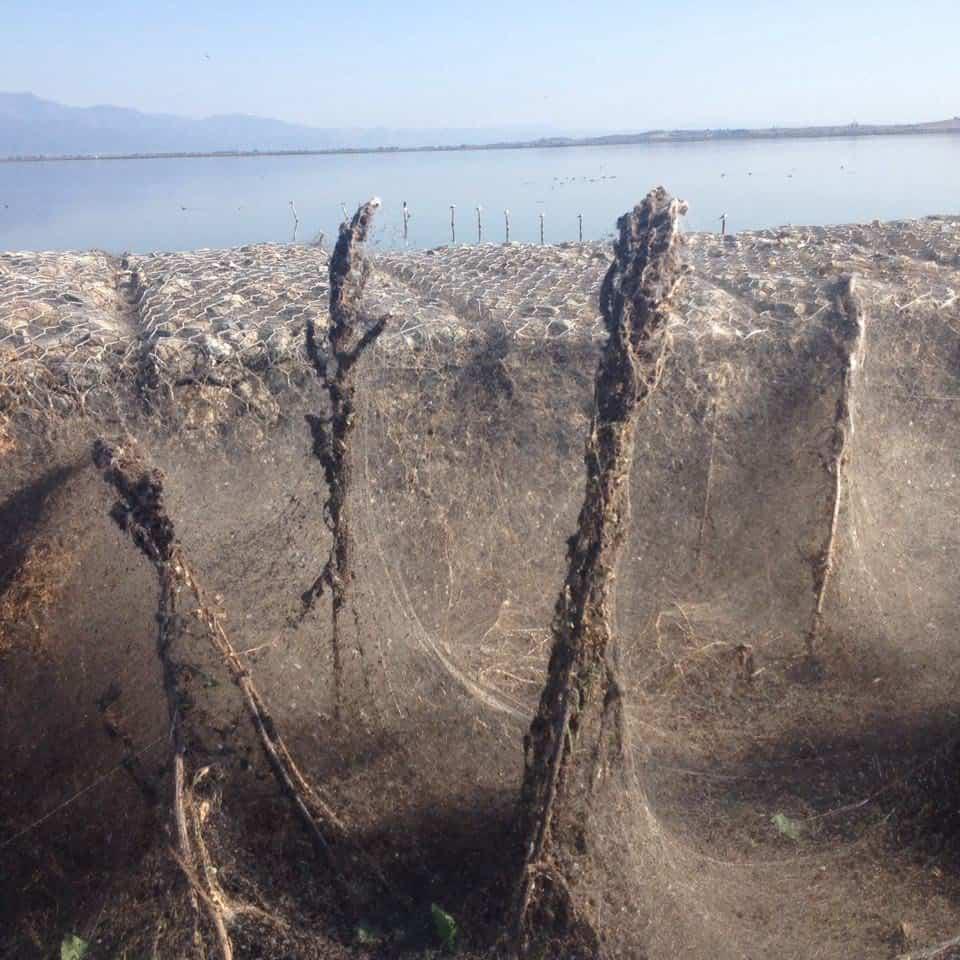 Gölün etrafı 24 saat içinde devasa örümcek ağlarıyla kaplandı