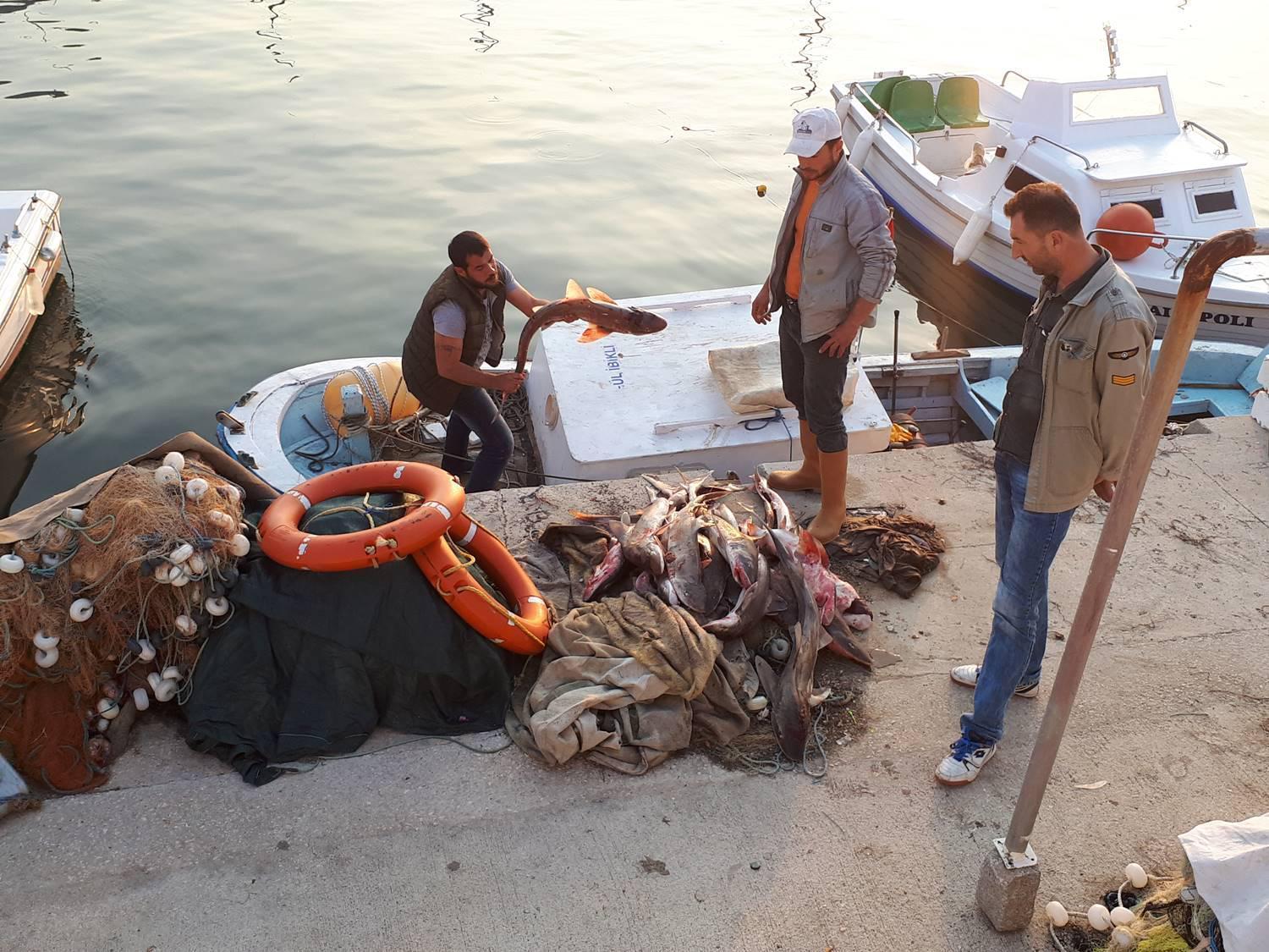 Gelibolu’da yakalanan köpek balıkları, Yunanistan’a satılacak