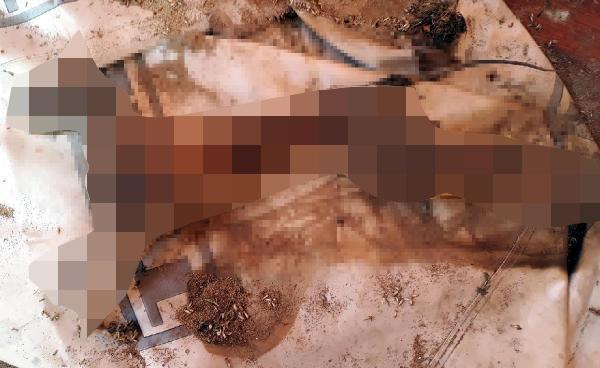 Erzurumda yakılmış kedi bulundu