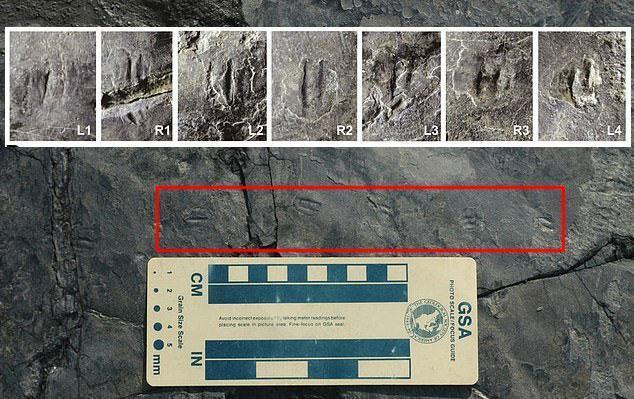 Güney Korede dünyanın en küçük dinozor ayak izleri bulundu