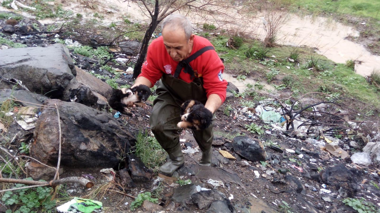 Mahsur kalan yavru köpekleri itfaiye ekipleri kurtardı