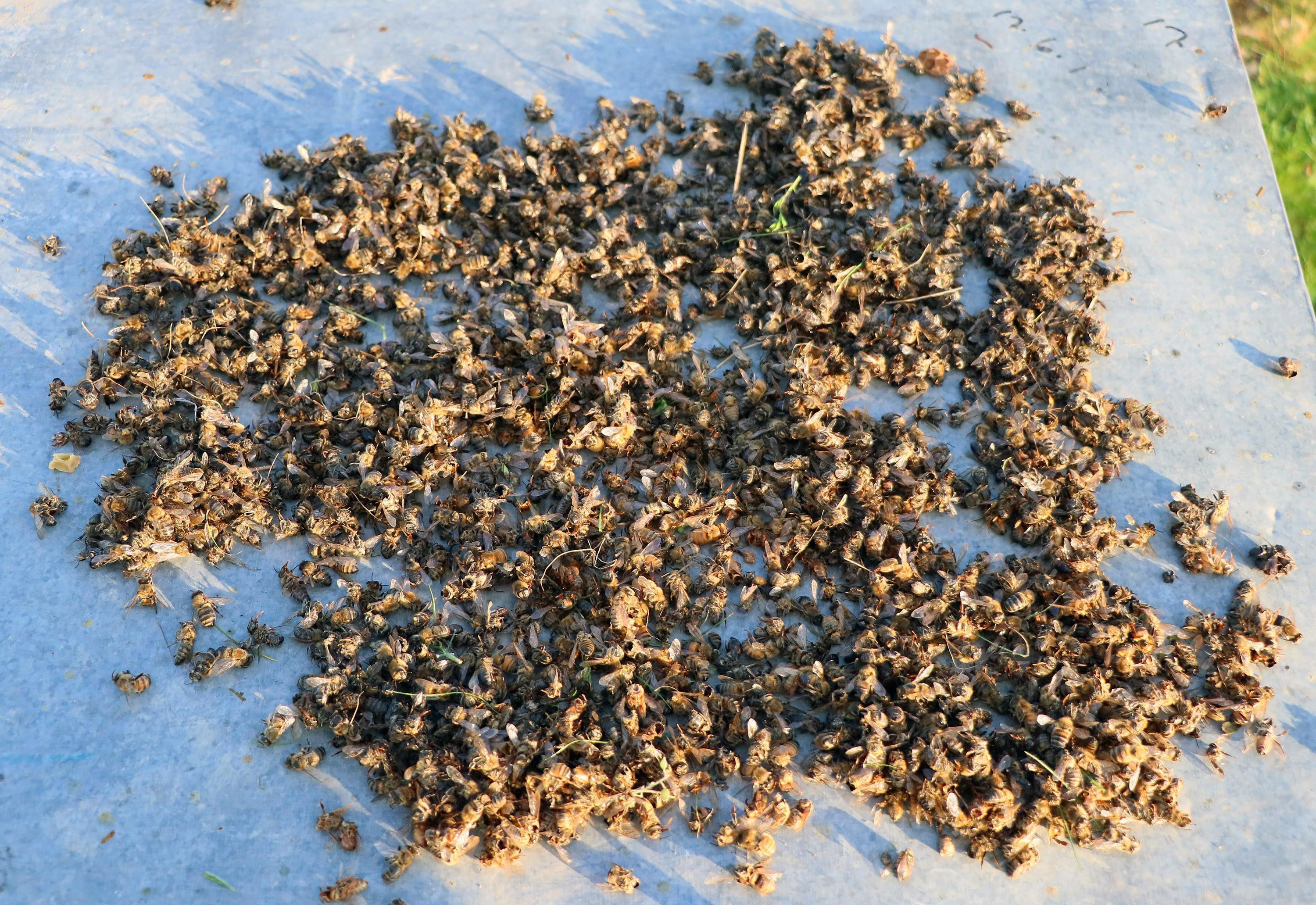 Türkiyede arı ölümleri arttı