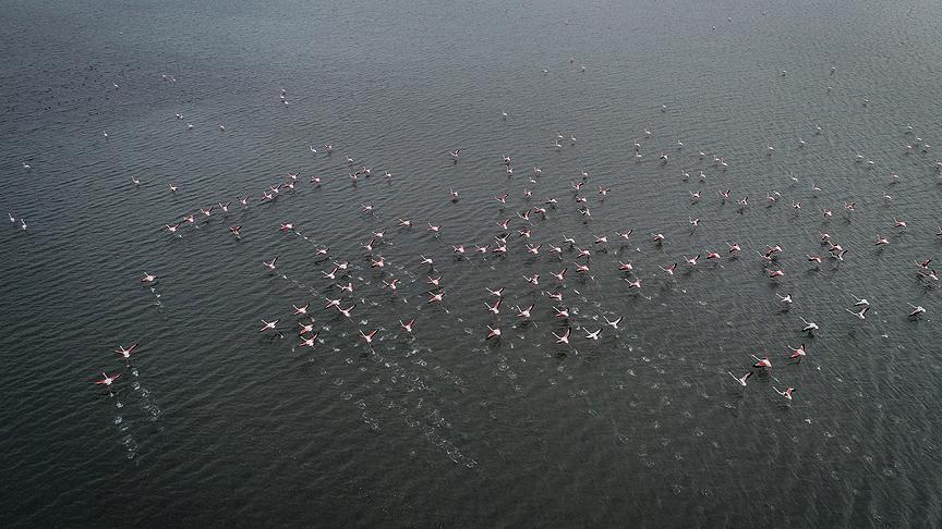 Kuş oteli rekor sayıda flamingo ağırlıyor