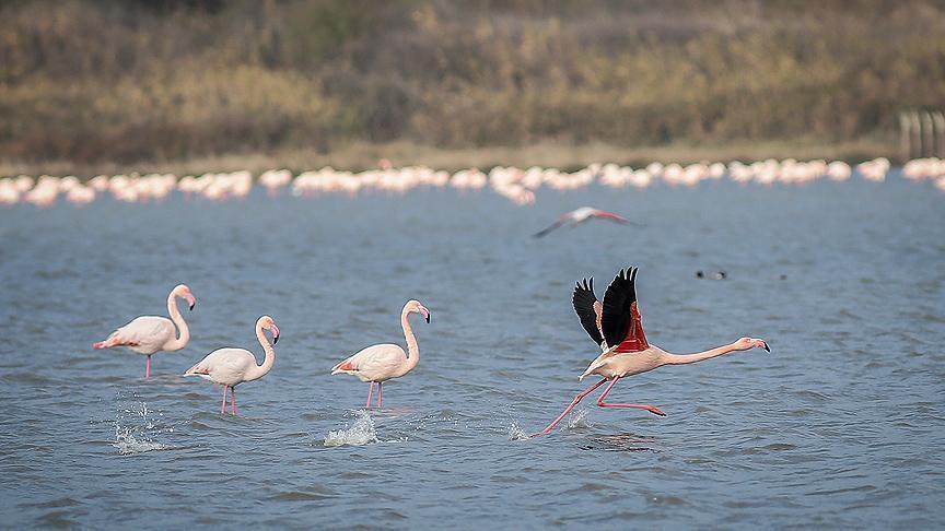 Kuş oteli rekor sayıda flamingo ağırlıyor