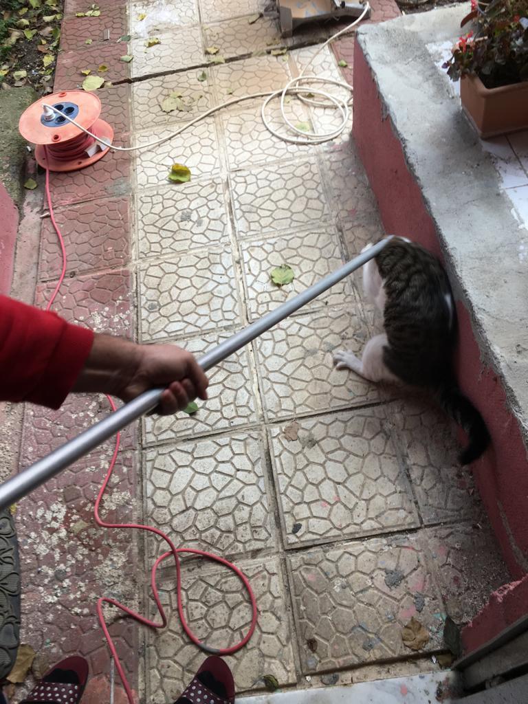 Havalandırma boşluğunda mahsur kalan kedinin yardımına itfaiye koştu